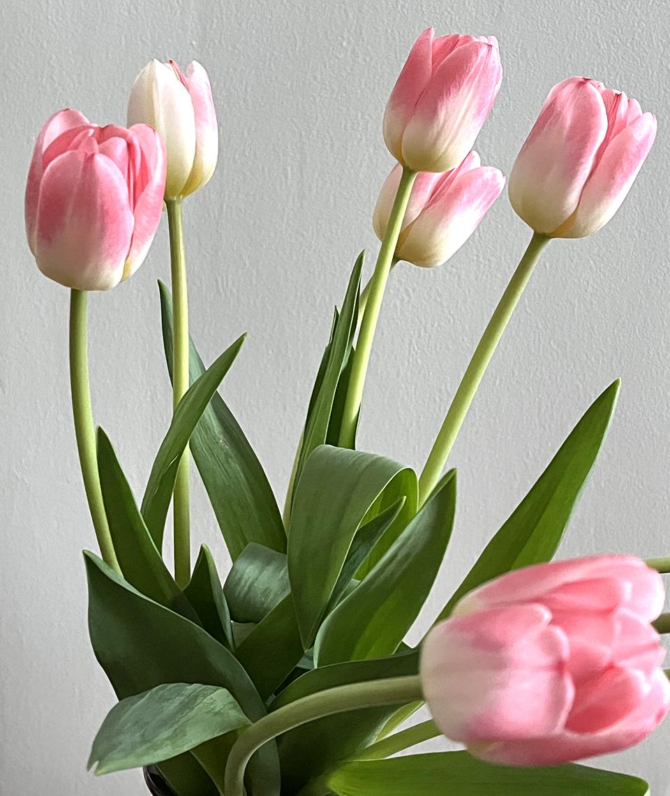 //kelpmantextile.com/wp-content/uploads/2026/05/ette_tulp.jpg